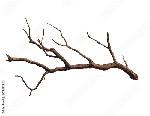 A stylized illustration of a dry branch