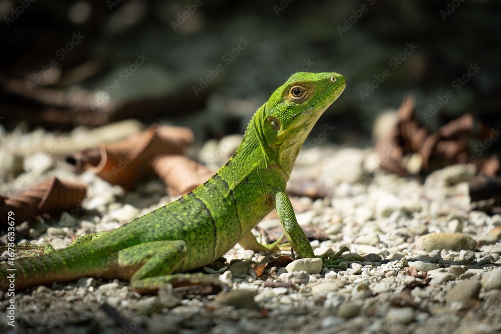 Fototapeta premium A vibrant green iguana basks in the sun on a rocky surface with scattered leaves.