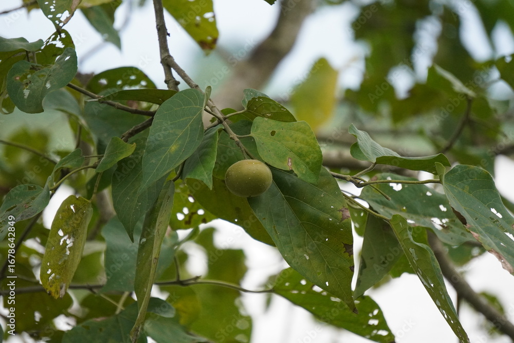 Fototapeta premium Tree Branch with Green Leaves and Round Fruit