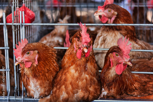 Fototapeta egg production hens in battery cages, at a farm, industrial production, african
