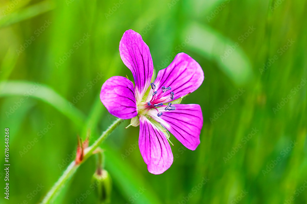 Fototapeta premium Blume