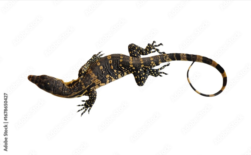 Naklejka premium The black roughneck monitor lizard isolated on white backgroun