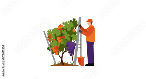 Man harvesting grapes from vineyard in colorful flat style