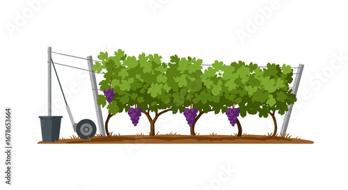 Vibrant vineyard scene with lush green grape vines on white background