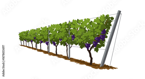 Lush vineyard row with ripening grape clusters on trellis