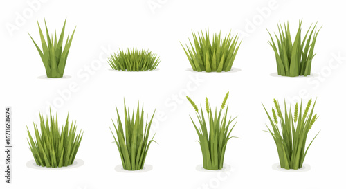 Collection of various green grass tufts and blades, isolated on white background.