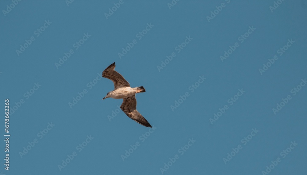 Obraz premium Gaviota volando contra un fondo de cielo azul.