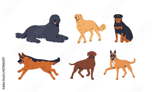 Working dogs breeds set. Large purebred canine animals. Newfoundland, Belgian Malinois, Golden Retriever, Rottweiler, Mastiff, German Shepherd. Flat vector illustrations isolated on white background
