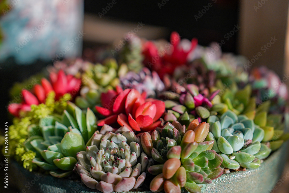 Fototapeta premium flowers garden