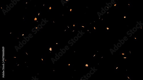 Flying  Petals (Loopable). cherry blossom falling, Animation of falling petals seamless loop. petals on a transparent alpha channel.