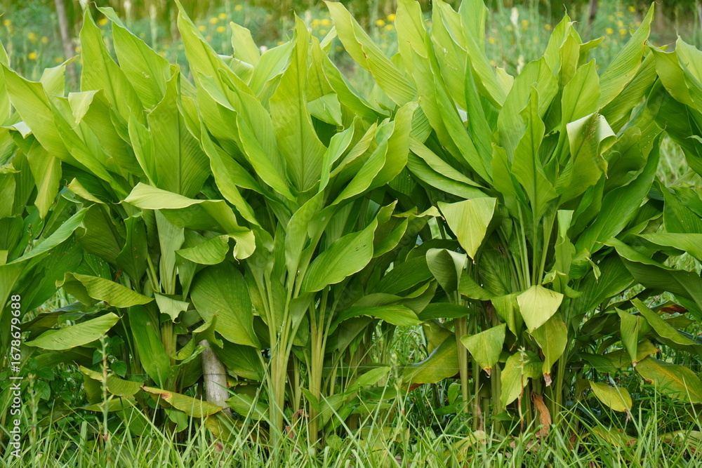 Obraz premium Young Turmeric plants, a Green Leafy Plants in Dense Natural Growth