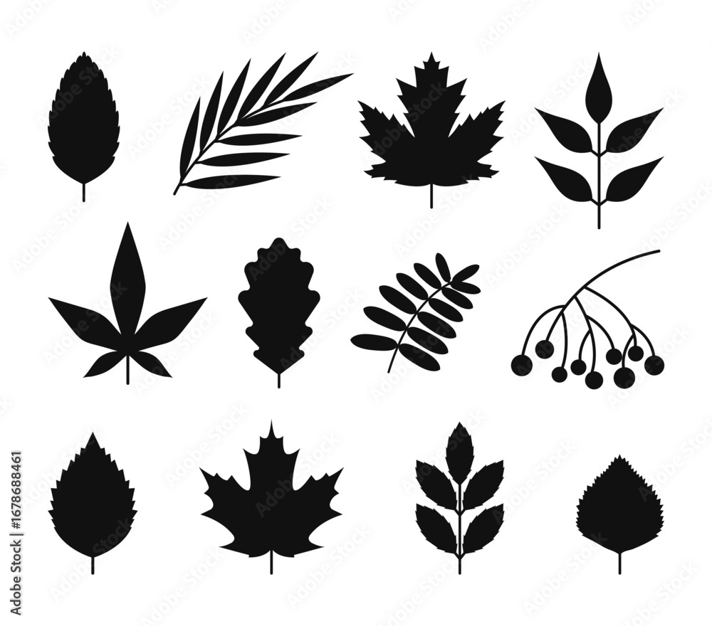 Fototapeta premium Black leaves silhouettes set. Willow, maple, oak, birch leaf, rowan berries isolated on white background. Flat simple foliage.