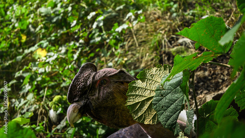 Majestic andean condor partially obscured by leaves in its natural habitat