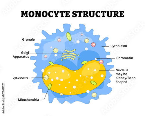 Monocyte structure anatomy diagram educational medical educational poster White blood cell immune system response defense hematology. Granule, Golgi Apparatus,Lysosome,Mitochondria,Chromatin,Cytoplasm