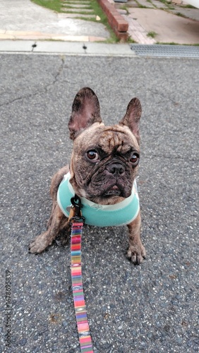 250901052235666フレブル