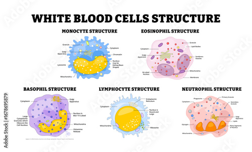 Different types of White Blood Cells types structure anatomy diagram medical educational poster immune system response defense hematology. Monocyte, Eosinophil, Basophil, Lymphocyte, Neutrophil