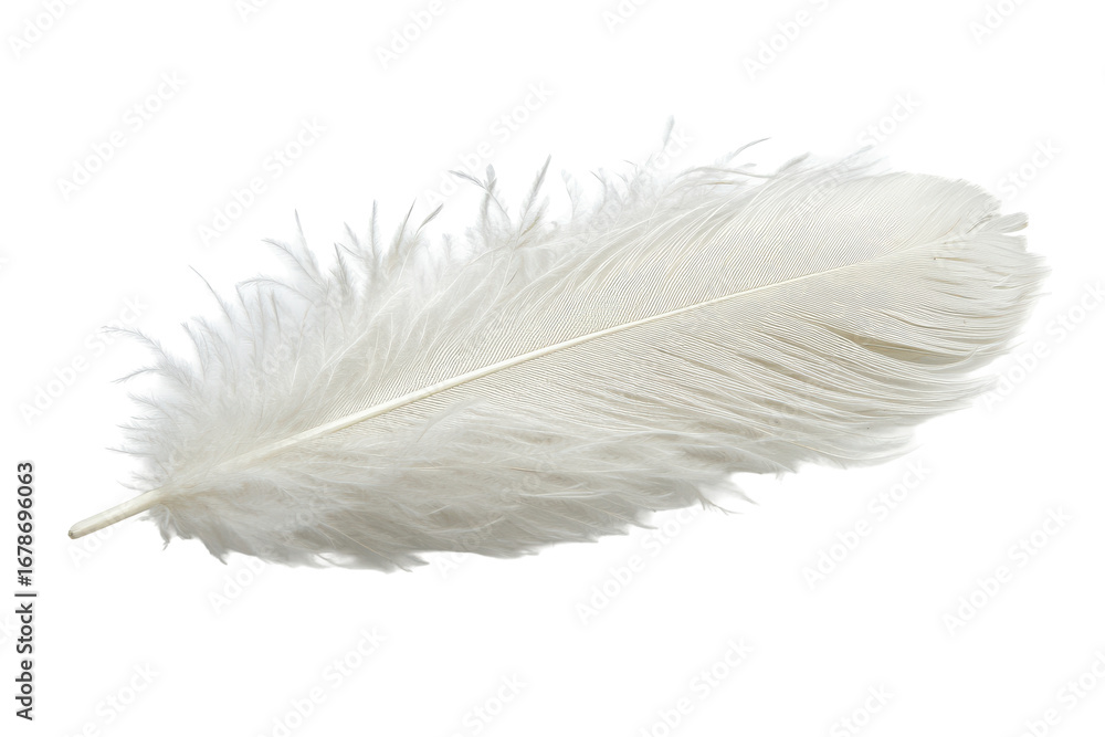 Fototapeta premium Delicate white feather isolated on transparent background. White feather isolated on white background.