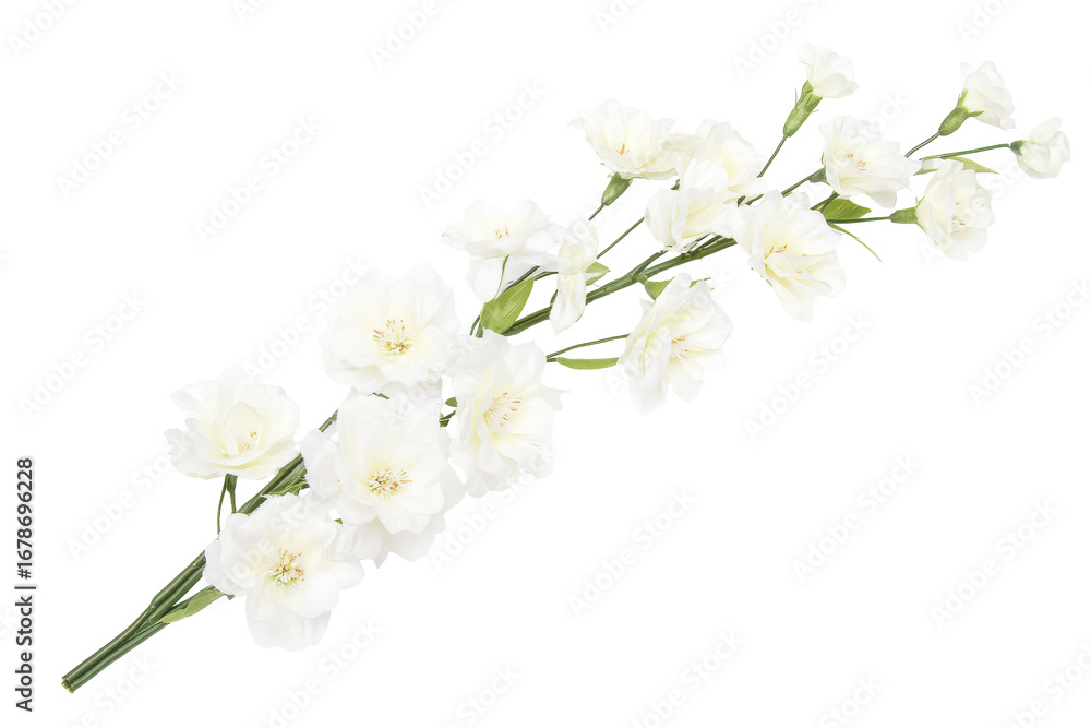 Fototapeta premium Delicate white blossom branch isolated on transparent background. White flowers branch stalk isolated on white background.