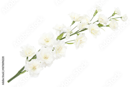Delicate white blossom branch isolated on transparent background. White flowers branch stalk isolated on white background.