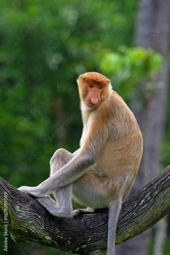 Naklejka premium Endemic Proboscis monkey or Long-nosed monkey (Nasalis larvatus), sitting on a branch in the forest, Borneo, Malaisia
