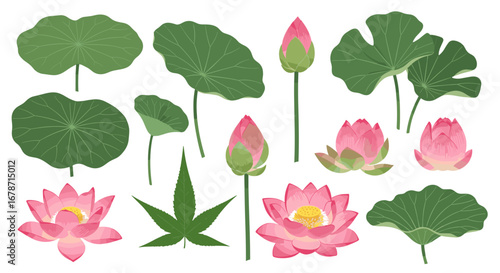 Beautiful collection of pink lotus flowers and green lily pad leaves for floral design elements