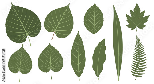 A diverse collection of green leaf illustrations showcasing various shapes and vein patterns found in nature