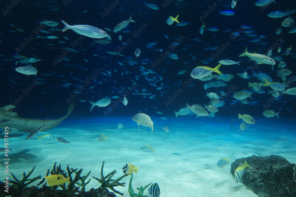 Fototapeta premium coral reef and fishes