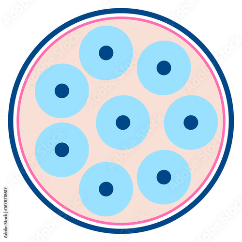 Eight Cells Division Stage Vector – Biology and Embryo Illustration