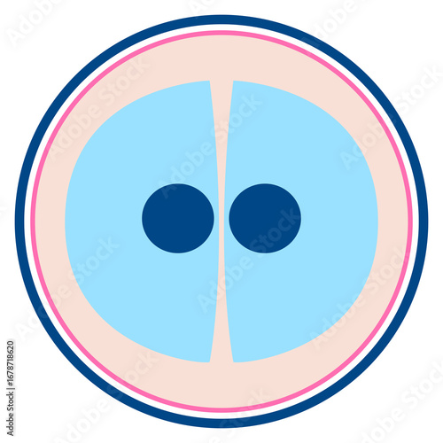 Two Cells Division Stage Vector – Biology and Embryo Development