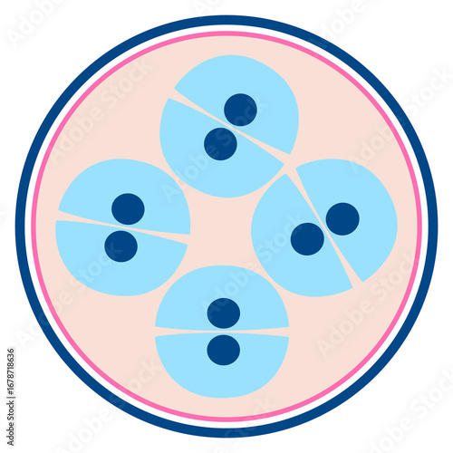 Six Cells Division Stage Vector – Embryo Development and Mitosis