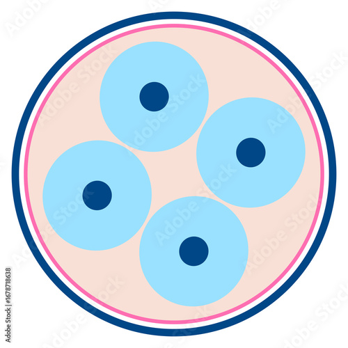 Multiple Cells Division Stage Vector – Biology and Embryology Diagram
