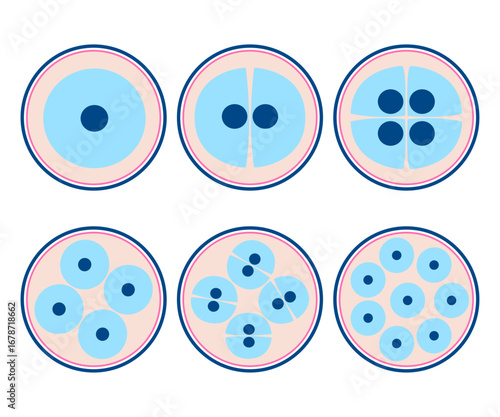 Cell Division and Embryo Development Stages Vector Illustration – Biology and Science Concept