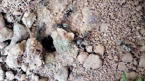 Macro Video of Ants Digging a Hole and Carrying Soil Around Their Nest Entrance in Natural Ground Habitat