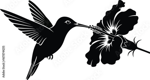 Black Silhouette Hummingbird Feeding on Hibiscus Flower flying