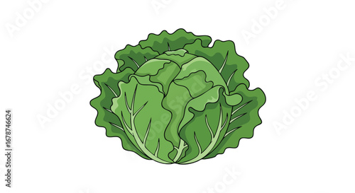 Illustrative cabbage head with intricately detailed leaves and prominent vein patterns isolated against a clean white backdrop portraying freshness