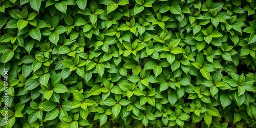 Wallpaper Mural Lush green wall, vibrant leaves, natural texture,  fern,  closeup Torontodigital.ca
