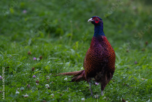 Wallpaper Mural Pheasant Torontodigital.ca