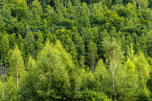Fototapeta Naklejka Na Ścianę i Meble -  Morning mountain forest in Polish mountains, Landscape