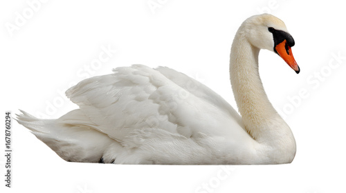 Fototapeta Naklejka Na Ścianę i Meble -  Elegant white swan gracefully resting with pristine feathers, a symbol of beauty and purity isolated on white background