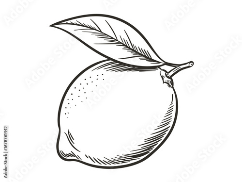 Black and white line drawing of a lemon with a leaf