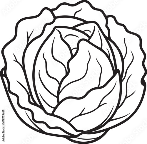 cabbage line art, coloring book page line art drawing, vector and illustration