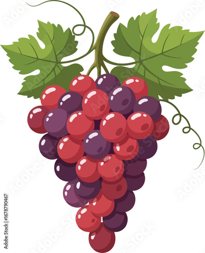 Vibrant red and purple grapes cluster fresh organic fruit isolated healthy food vector