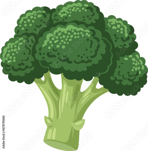 Fresh green broccoli florets isolated healthy food ingredient for cooking and nutrition vector