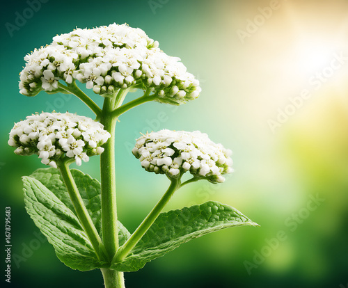 serene summer background with a blurred image of a field of wildflowers in soft sunlight.