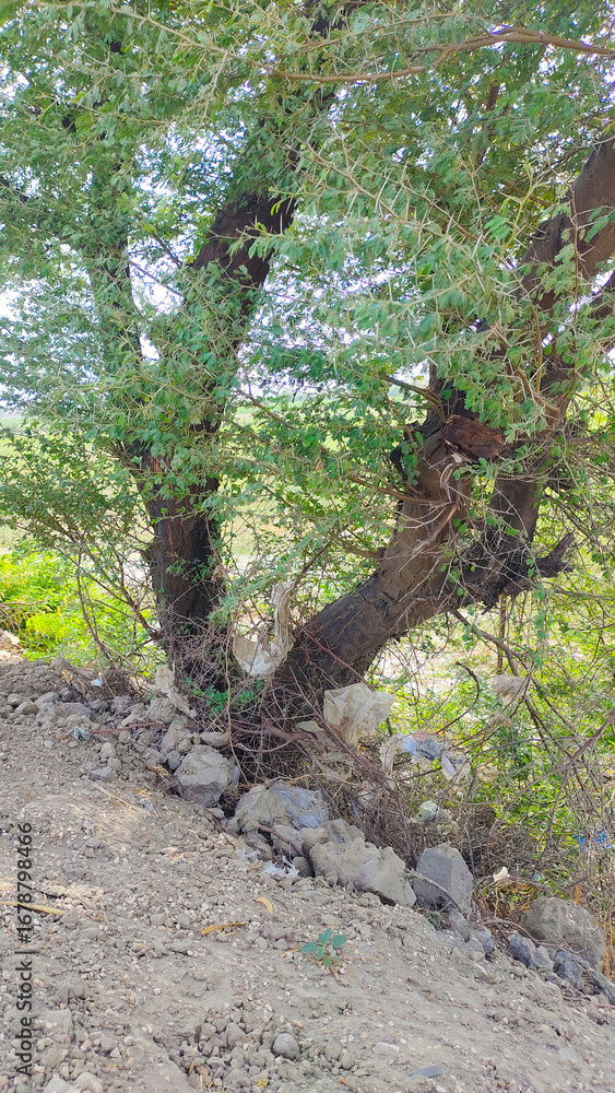 Fototapeta premium A thorny tree stands firm on a rocky slope while facing the blight of litter, showing resilience and environmental challenges