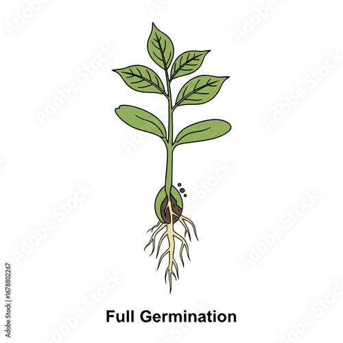 Detailed Illustration of a Seedling in Full Germination Stage with Visible Roots and Green Leaves