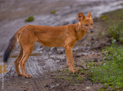 Photography Wild Dog (Dhole) - photographed in Nagarhole National Park (India)