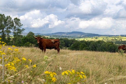 Montagne du Cantal : vache Salers