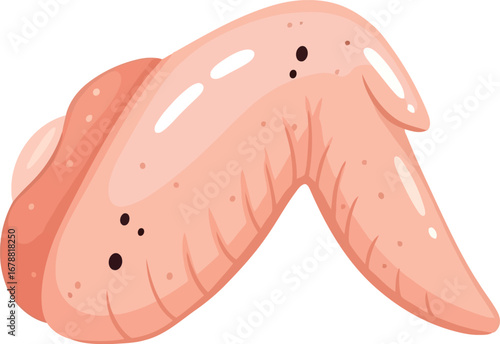 Raw chicken wing isolated on fresh poultry ingredient for cooking and food industry vector