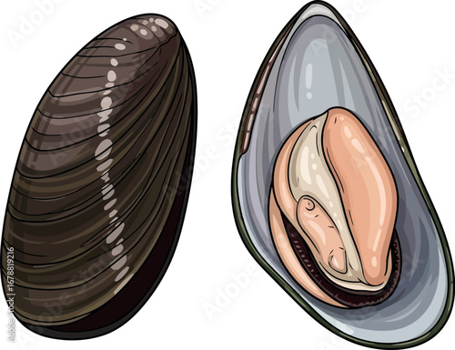 Fresh mussels seafood ingredient isolated illustration for culinary design vector